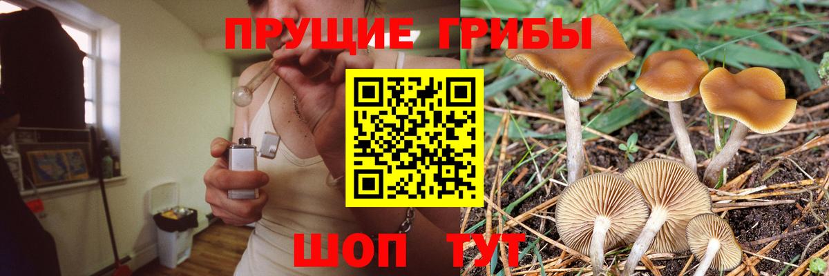 Псилоцибиновые грибы Psilocybe  Вход с VPN  Псилоцибиновые грибы ЛСД  Волгоград 